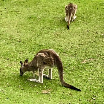 The Private Tour Guide - Kangaroos were smaller and less readily apparent than I had thought. - Wine Tours Near Me - Melbourne, VIC