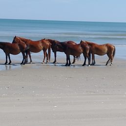 Herd of wild horses on the beach. Herd of wild horses on the beach.