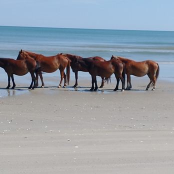 Corolla Outback Adventures - Herd of wild horses on the beach. - Tours Near Me - Corolla, North Carolina Corolla Outback Adventures - Herd of wild horses on the beach. - Tours Near Me - Corolla, North Carolina
