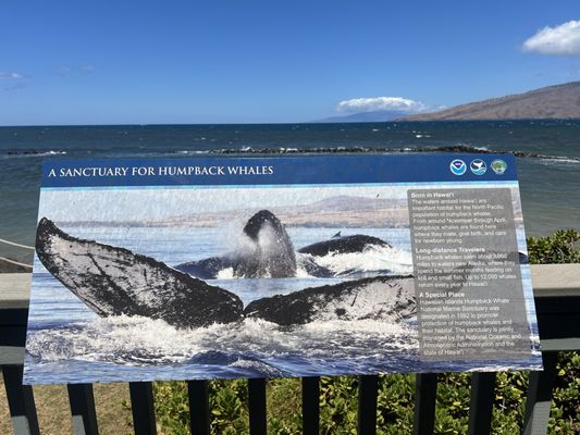 Hawaiian Islands Humpback Whale National Marine Sanctuary Visitor Center by null