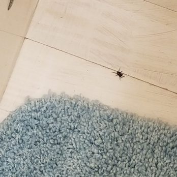 Wipp Inn Cottages - More spiders - Vacation Rentals Near Me - Applegate, Michigan