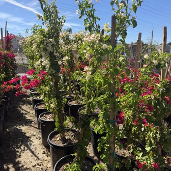 Ramirez Growers - Nurseries & Gardening Near Me - Cerritos, California Ramirez Growers - Nurseries & Gardening Near Me - Cerritos, California