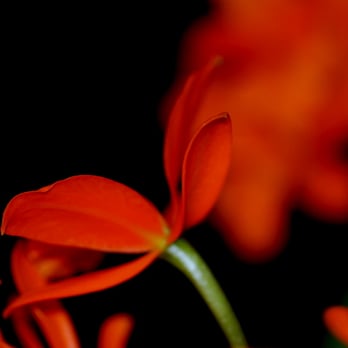 Chicago Botanic Garden - tiny orchid's grace the orchid show 2016 - Botanical Gardens Near Me - Glencoe, Illinois