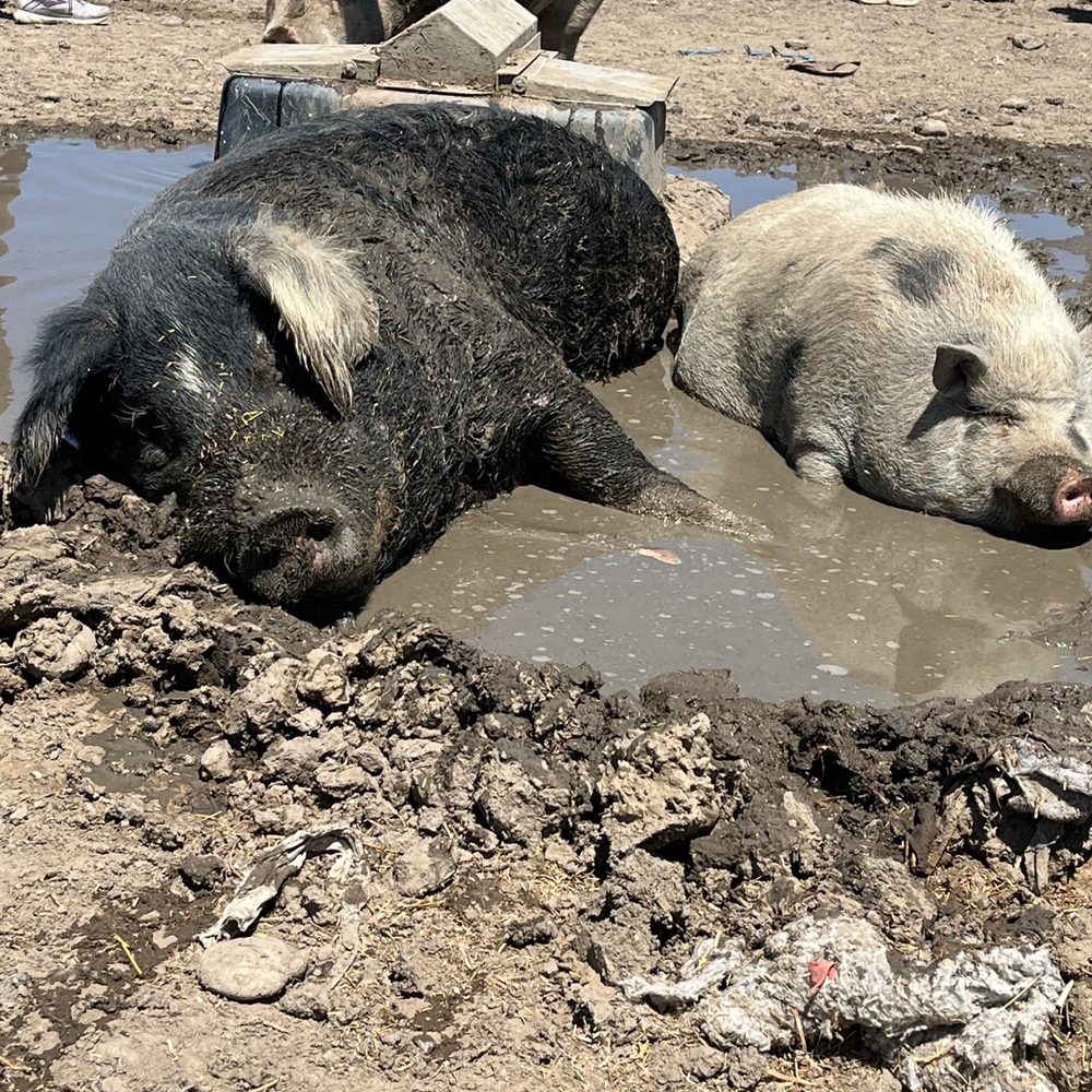 Broken Shovels Farm Sanctuary - Pigs playing in mud - Farms Near Me - Henderson, Colorado Broken Shovels Farm Sanctuary - Pigs playing in mud - Farms Near Me - Henderson, Colorado
