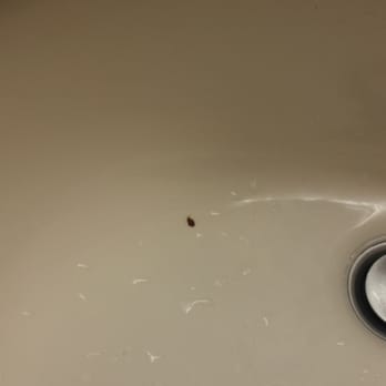 Hampton Inn Warrenton - Bed bug #1 - Hotels Near Me - Warrenton, Virginia Hampton Inn Warrenton - Bed bug #1 - Hotels Near Me - Warrenton, Virginia