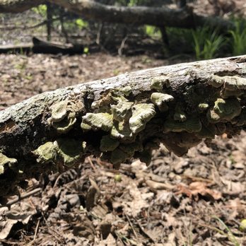Mistletoe State Park - If only I knew the proper name of everything. - Parks Near Me - Appling, Georgia Mistletoe State Park - If only I knew the proper name of everything. - Parks Near Me - Appling, Georgia