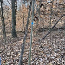 Fred And Dorothy Meyer Nature Preserve - Trail is pretty well marked with these blue markers on the trees. Can be tricky at times.
