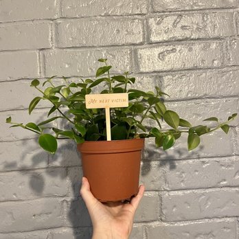 The Plant Shack - Lipstick plant - Nurseries & Gardening Near Me - East Aurora, New York