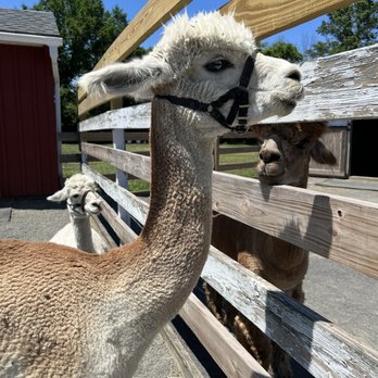 Hidden Spring Lavender & Alpacas - Gift Shops Near Me - Skillman, New Jersey Hidden Spring Lavender & Alpacas - Gift Shops Near Me - Skillman, New Jersey