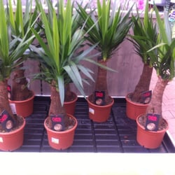Ranzijn Tuin & Dier - Mayan Plant, my ancestral plant.:)