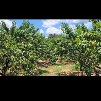 Gemini Peach and Rose Farm - Orchard - Pick Your Own Farms Near Me - Denton, Texas Gemini Peach and Rose Farm - Orchard - Pick Your Own Farms Near Me - Denton, Texas