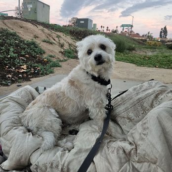Scenthound Escondido - Tafone Frijoles just had a coconut bath and he loves the staff. Richard PAY your staff what they are due! - Pet Groomers Near Me - Escondido, California