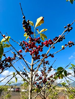 Green World Coffee Farm by null
