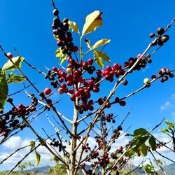 Green World Coffee Farm - Coffee berries / beans
