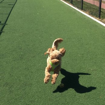 Bundy Dog Park - Dog Parks Near Me - Washington, DC, District of Columbia