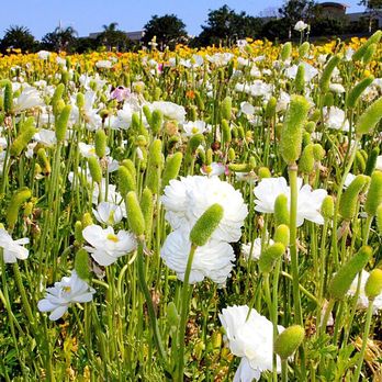 The Flower Fields - Venues & Event Spaces Near Me - Carlsbad, California The Flower Fields - Venues & Event Spaces Near Me - Carlsbad, California