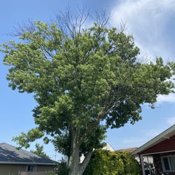 Valley Tree & Landscape Service - Before