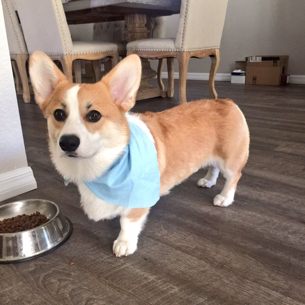 Couture Clips - Pet Groomers Near Me