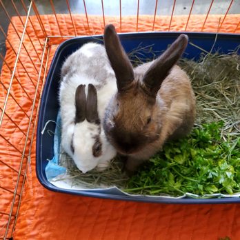 Bunny World Foundation - Community Service/Non-Profit Near Me - Los Angeles, California Bunny World Foundation - Community Service/Non-Profit Near Me - Los Angeles, California
