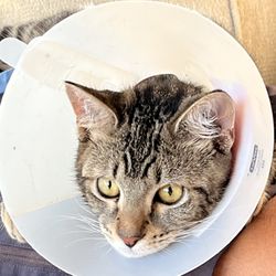 Fix Long Beach Pets - Day 2 after surgery