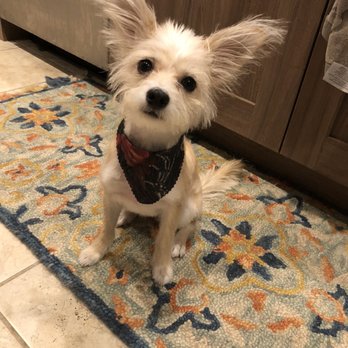 Puppy Momo's Mobile Grooming - Pet Groomers Near Me