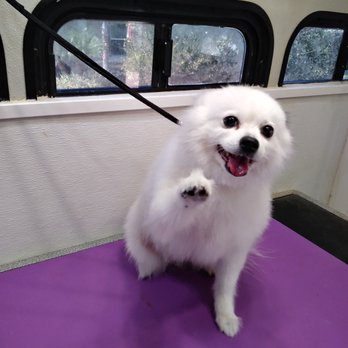 Clean and Clipped K9's - Pet Groomers Near Me - Port Richey, Florida Clean and Clipped K9's - Pet Groomers Near Me - Port Richey, Florida