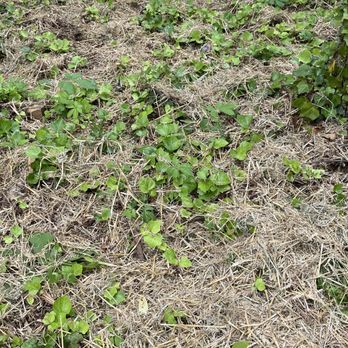 Teos Landscaping - Straw thrown on top of weeds - Landscaping Near Me - Powder Springs, Georgia Teos Landscaping - Straw thrown on top of weeds - Landscaping Near Me - Powder Springs, Georgia