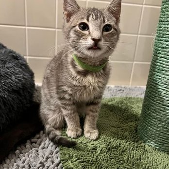 Lil Roar Cat Rescue - Pet Adoption Near Me - Virginia Beach, Virginia Lil Roar Cat Rescue - Pet Adoption Near Me - Virginia Beach, Virginia