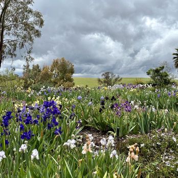Nola's Iris Garden - Nurseries & Gardening Near Me - San Jose, California