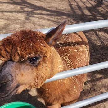 American Made Farm Sanctuary - Adorable alpaca - Petting Zoos Near Me - Petaluma, California