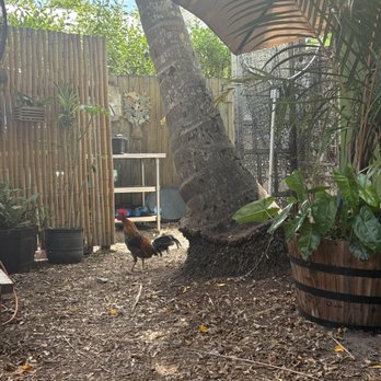 Blue Heaven - Breakfast & Brunch Near Me - Key West, Florida Blue Heaven - Breakfast & Brunch Near Me - Key West, Florida