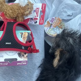 My dog and items purchased