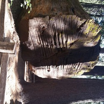 Calaveras Big Trees State Park - Parks Near Me - Arnold, California Calaveras Big Trees State Park - Parks Near Me - Arnold, California