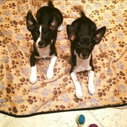 Leroy and Company - Down/ stays on their bed.