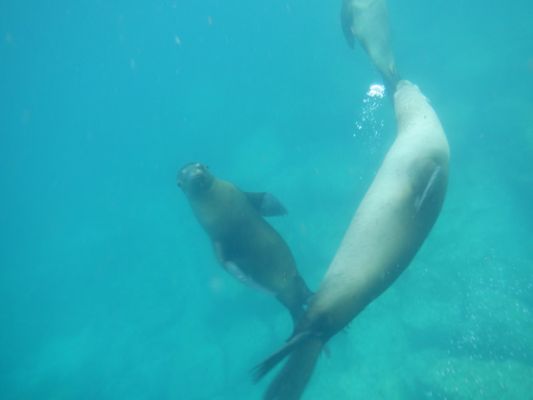 The Cortez Club, Dive Center. by null