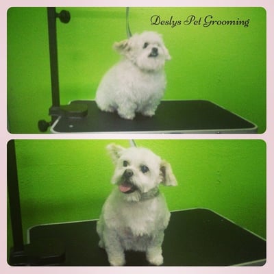 DESLY'S PET GROOMING by null
