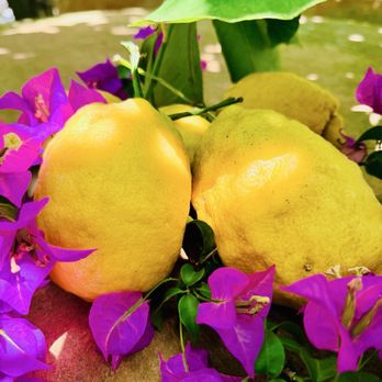 Amalfi Lemon Experience - Food Tours Near Me - Amalfi, SA