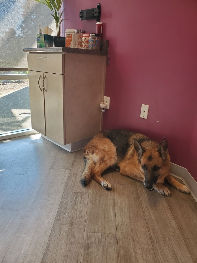 OASIS VETERINARY HOSPITAL Updated October 2024 27 Photos & 87