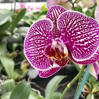 Rainbeau Orchids - Nurseries & Gardening Near Me - Alpharetta, Georgia