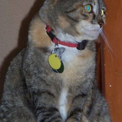 Cat's Meow Feline Veterinary Clinic