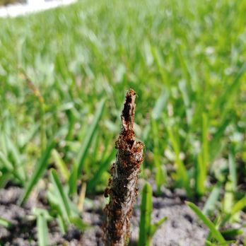 ENG Pest Control Cape Coral - Lawn & Shrub Pest Control Session at customer's location - ENG Pest Control Cape Coral, FL. - Pest Control Near Me ENG Pest Control Cape Coral - Lawn & Shrub Pest Control Session at customer's location - ENG Pest Control Cape Coral, FL. - Pest Control Near Me