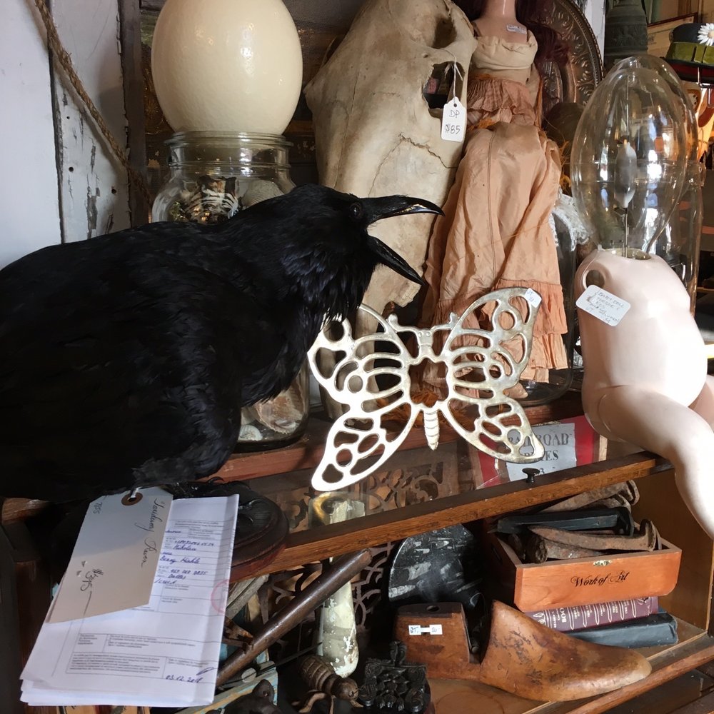 Dolly Python - Everyone needs a raven - Used, Vintage & Consignment Near Me - Dallas, Texas