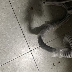 Brier Oak On Sunset - Feces on floor