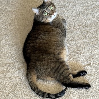 BluePearl - Northfield - Veterinarians Near Me - Northfield, Illinois BluePearl - Northfield - Veterinarians Near Me - Northfield, Illinois