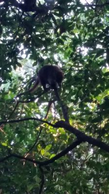 Iberostar Waves Tucan by null