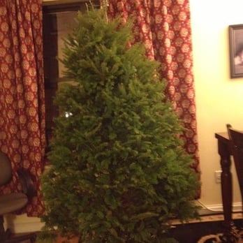 Maple Row Farm - Our new tree! $30 purchased on a manhattan street corner. The tree had been on the corner since 11/25 - not in any water! - Nurseries & Gardening Near Me - Easton, Connecticut Maple Row Farm - Our new tree! $30 purchased on a manhattan street corner. The tree had been on the corner since 11/25 - not in any water! - Nurseries & Gardening Near Me - Easton, Connecticut