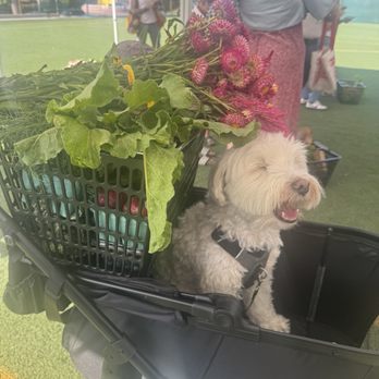 Alma Backyard Farm - My goodies - Farmers Market Near Me - Compton, California Alma Backyard Farm - My goodies - Farmers Market Near Me - Compton, California