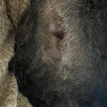 SOS Grooming - cut his butt so close that now it is rritated and I am putting an antibiotic on it - Pet Groomers Near Me - Las Vegas, Nevada SOS Grooming - cut his butt so close that now it is rritated and I am putting an antibiotic on it - Pet Groomers Near Me - Las Vegas, Nevada