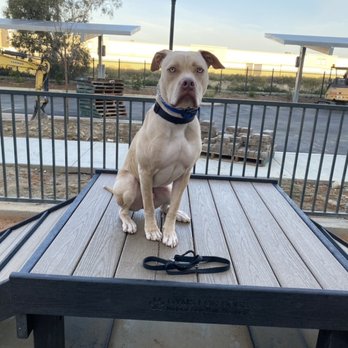 Rooted Dog Training - Pet Training Near Me