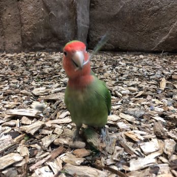 Rainforest Adventures - Happy birb - Zoos Near Me - Sevierville, Tennessee